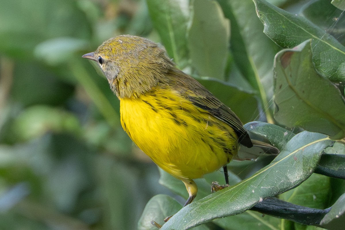 buskparula - ML641312237