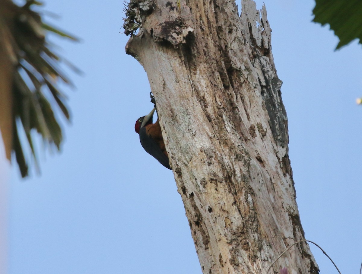 Red-necked Woodpecker - ML641312238