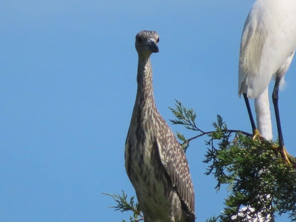 Yellow-crowned Night Heron - ML641312247