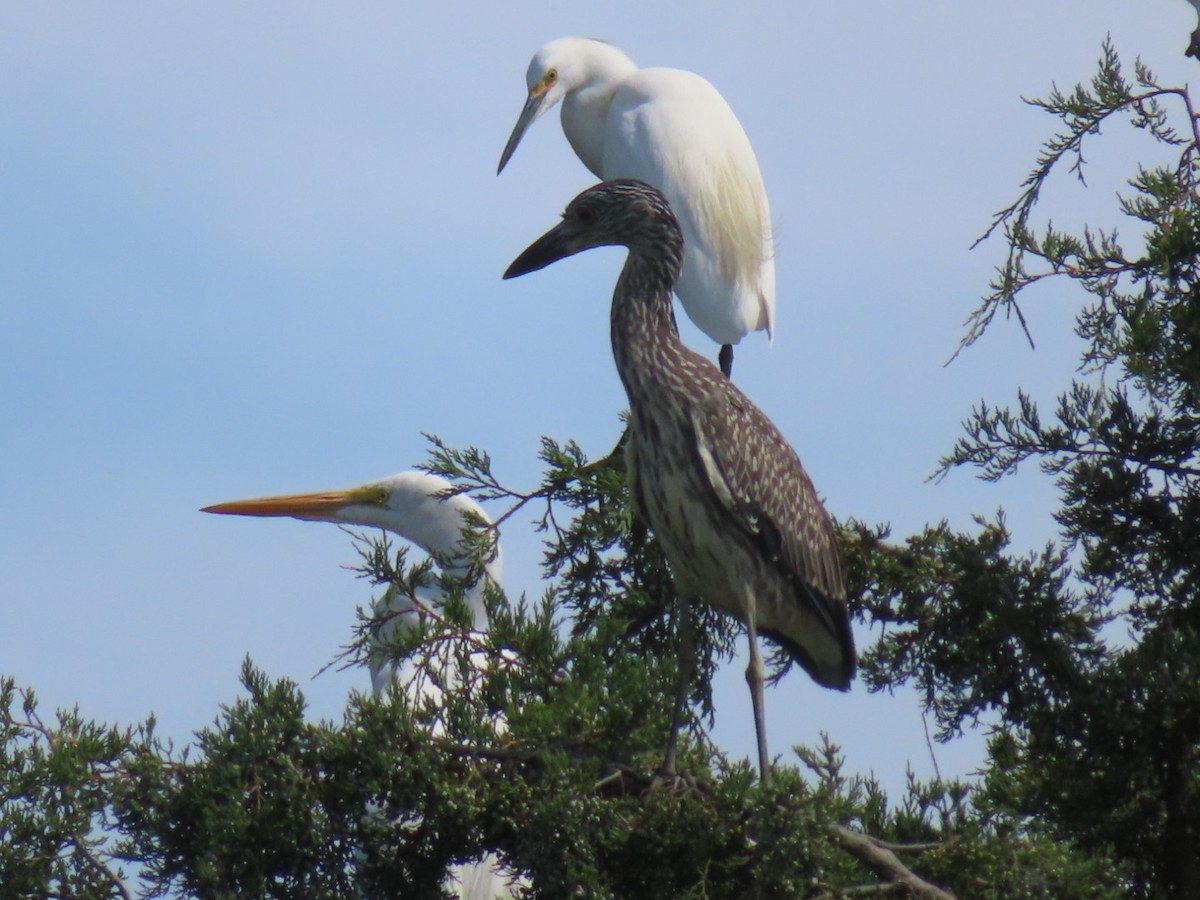Yellow-crowned Night Heron - ML641312250