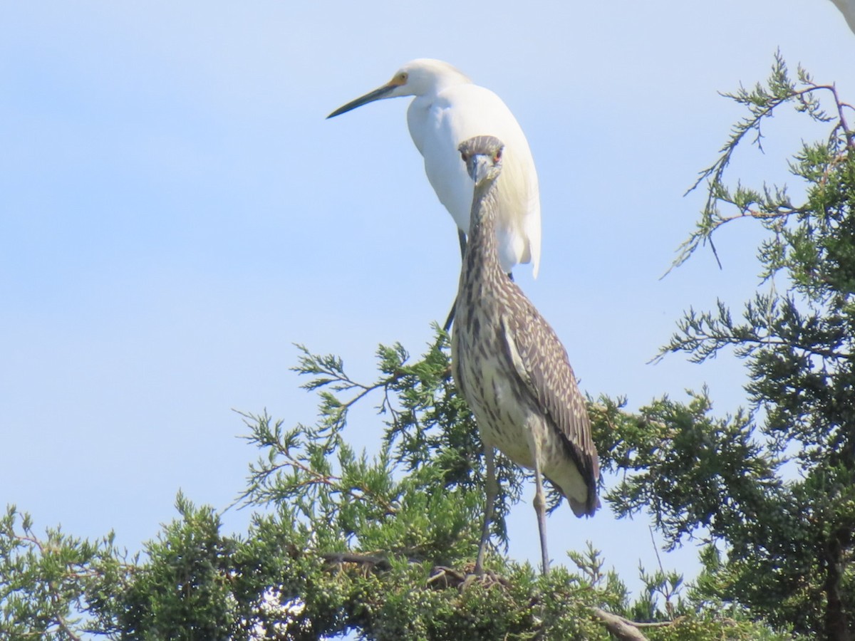 Yellow-crowned Night Heron - ML641312252