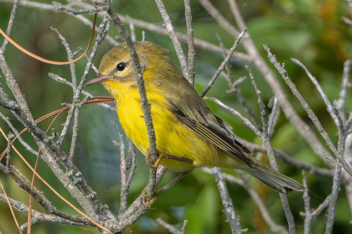 buskparula - ML641312263