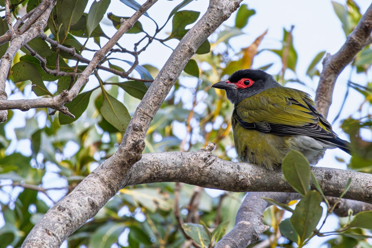 Australasian Figbird - ML641312270