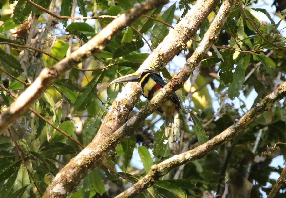 Many-banded Aracari - ML641312274