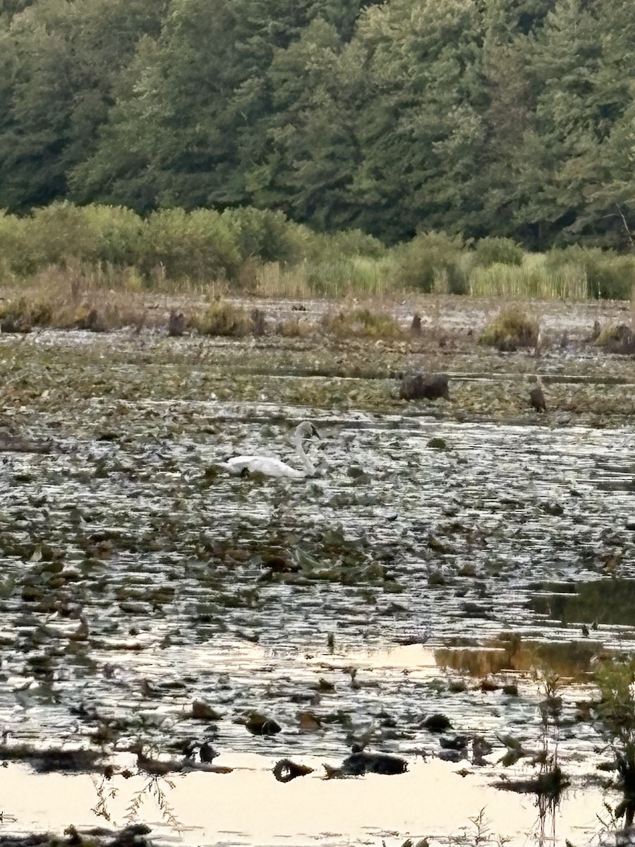 Trumpeter Swan - ML641312280