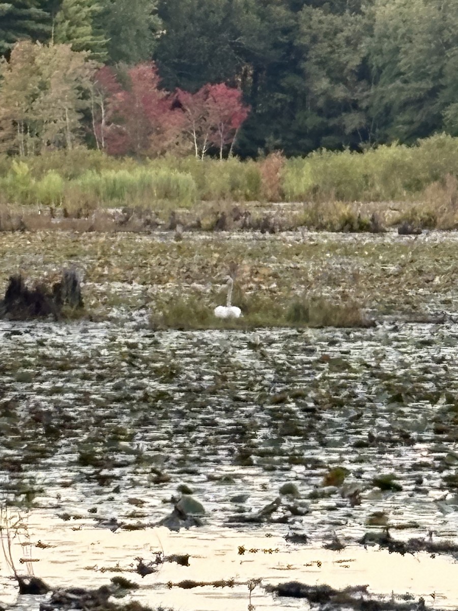 Trumpeter Swan - ML641312281