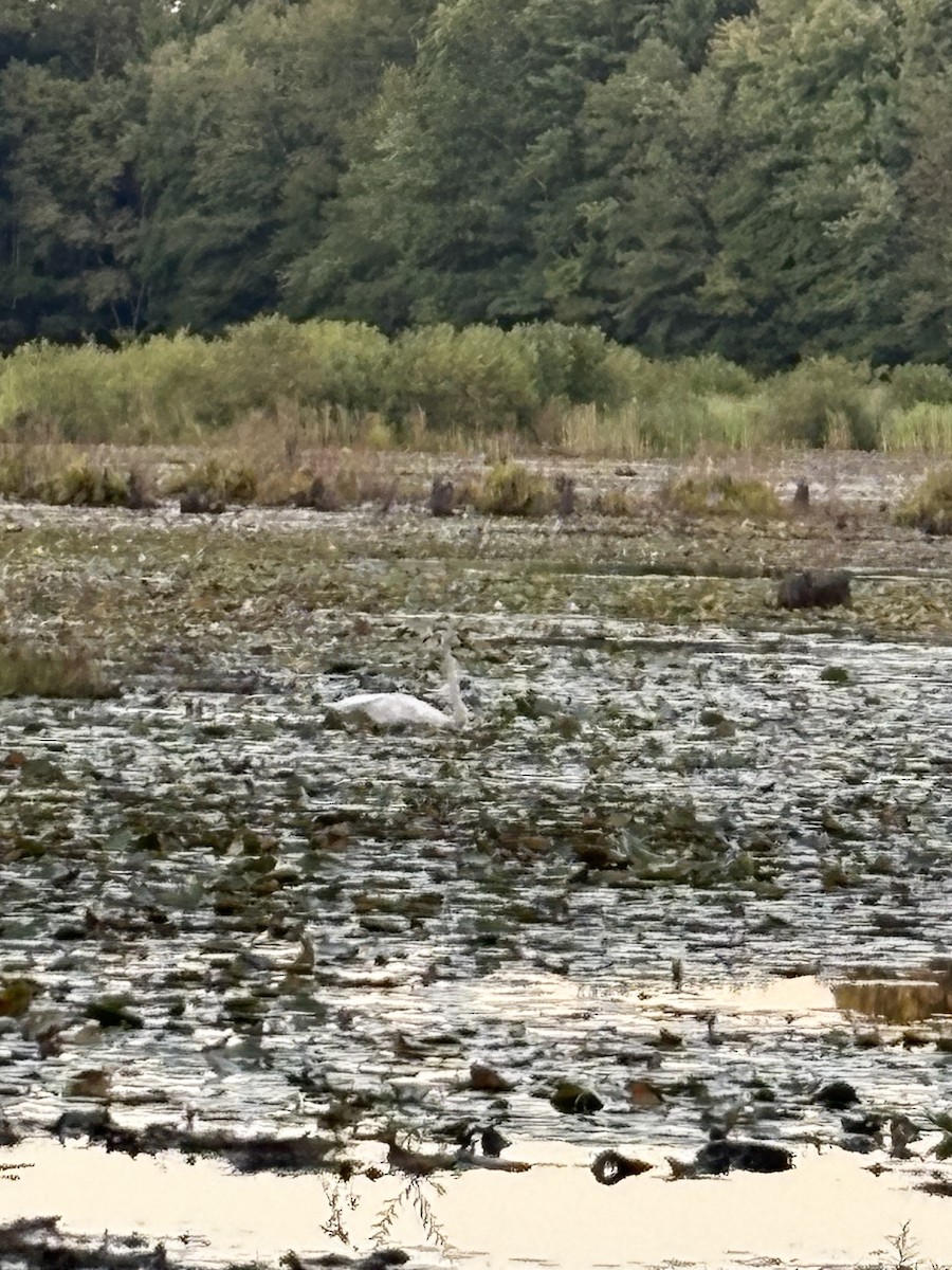 Trumpeter Swan - ML641312283