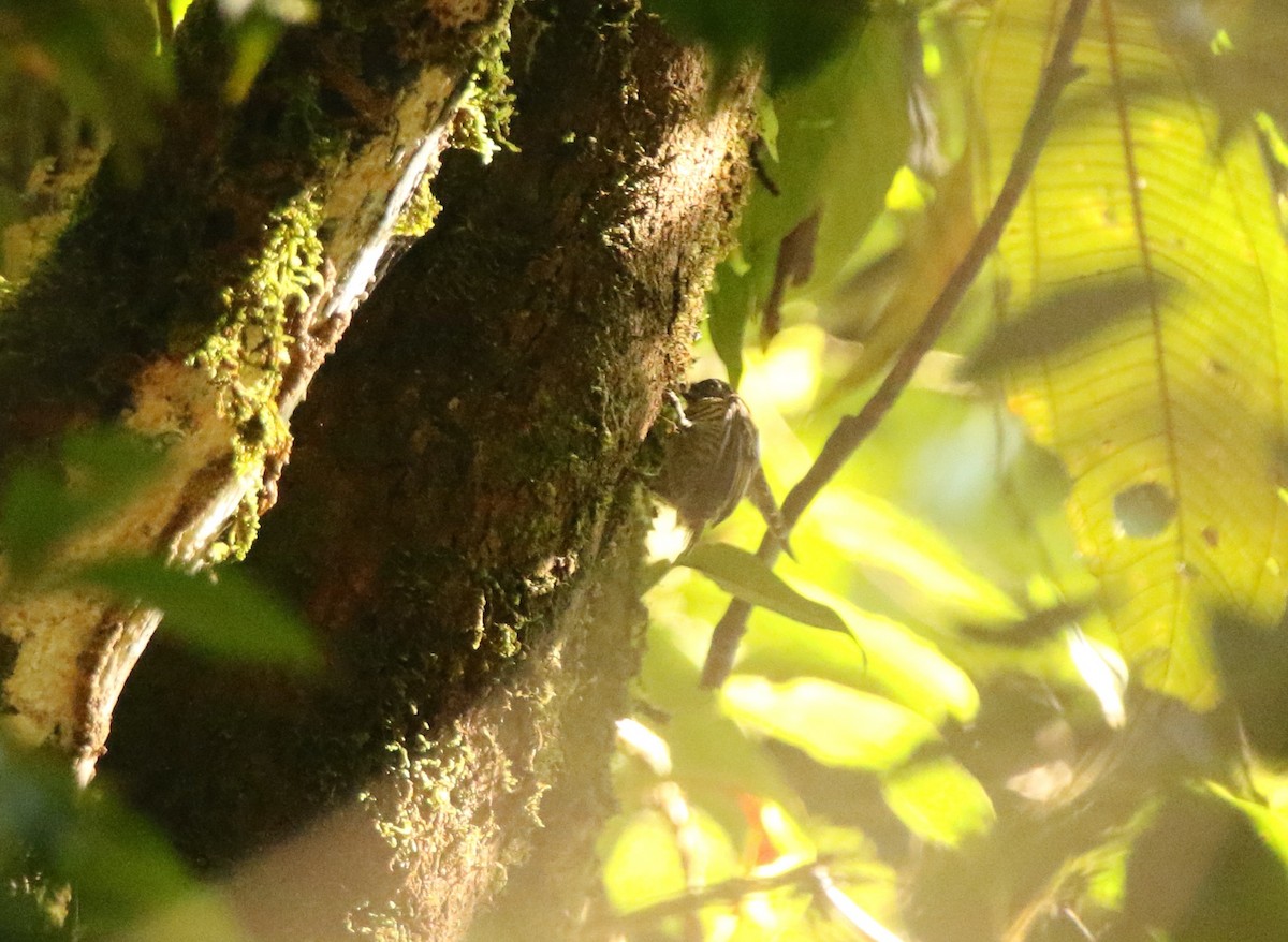 Lafresnaye's Piculet - ML641312309