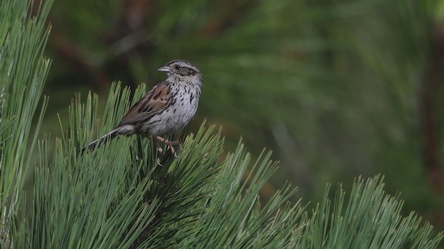 Sierra Madre Sparrow - ML641312329