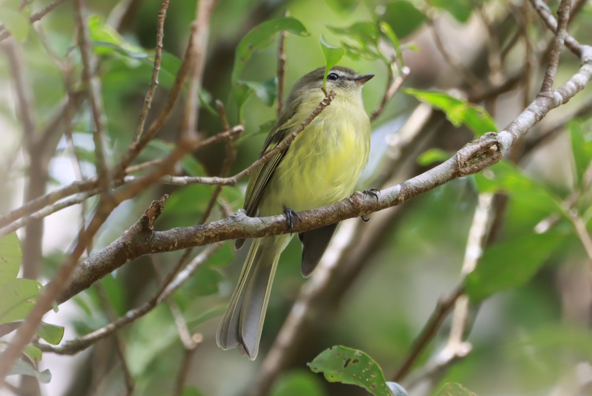 Greenish Tyrannulet - ML641312378