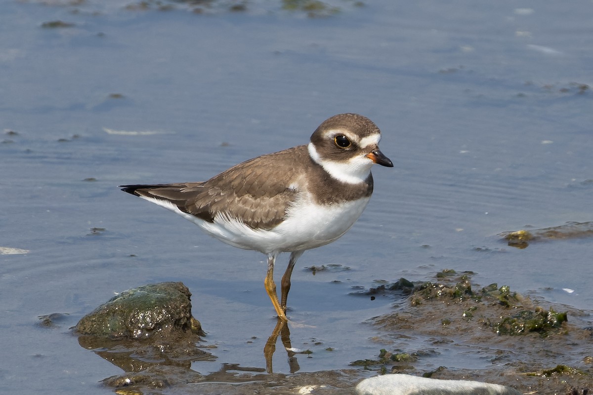 Semipalmated Plover - ML641312379