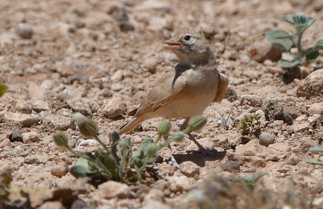 Bar-tailed Lark - ML641312383