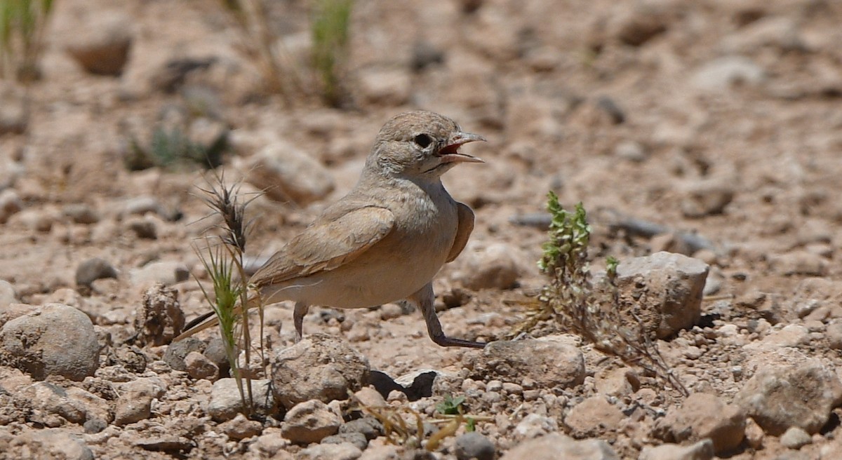 Bar-tailed Lark - ML641312384
