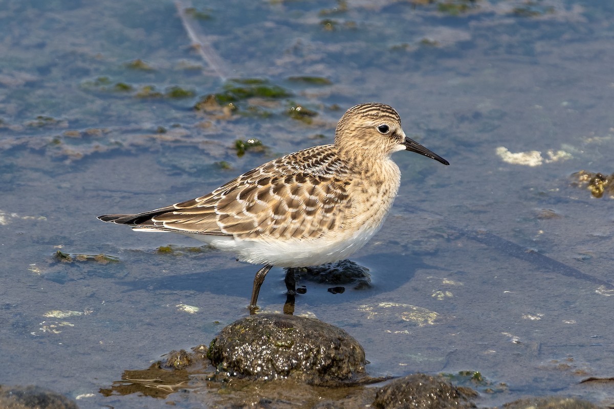 Байрдийн элсэг - ML641312387