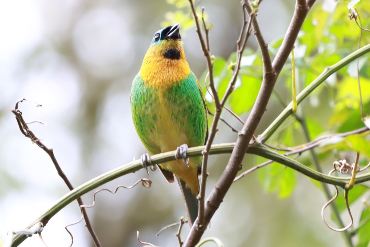 Brassy-breasted Tanager - ML641312418