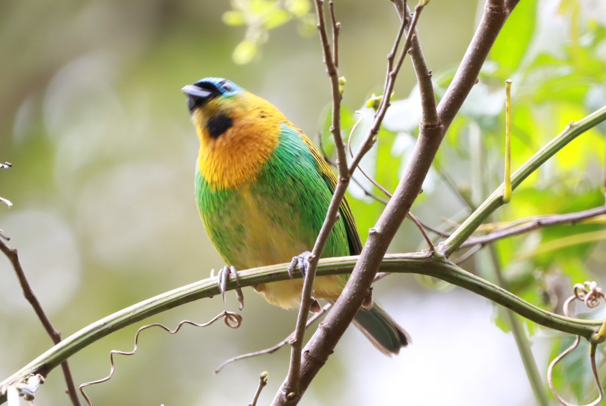 Brassy-breasted Tanager - ML641312419