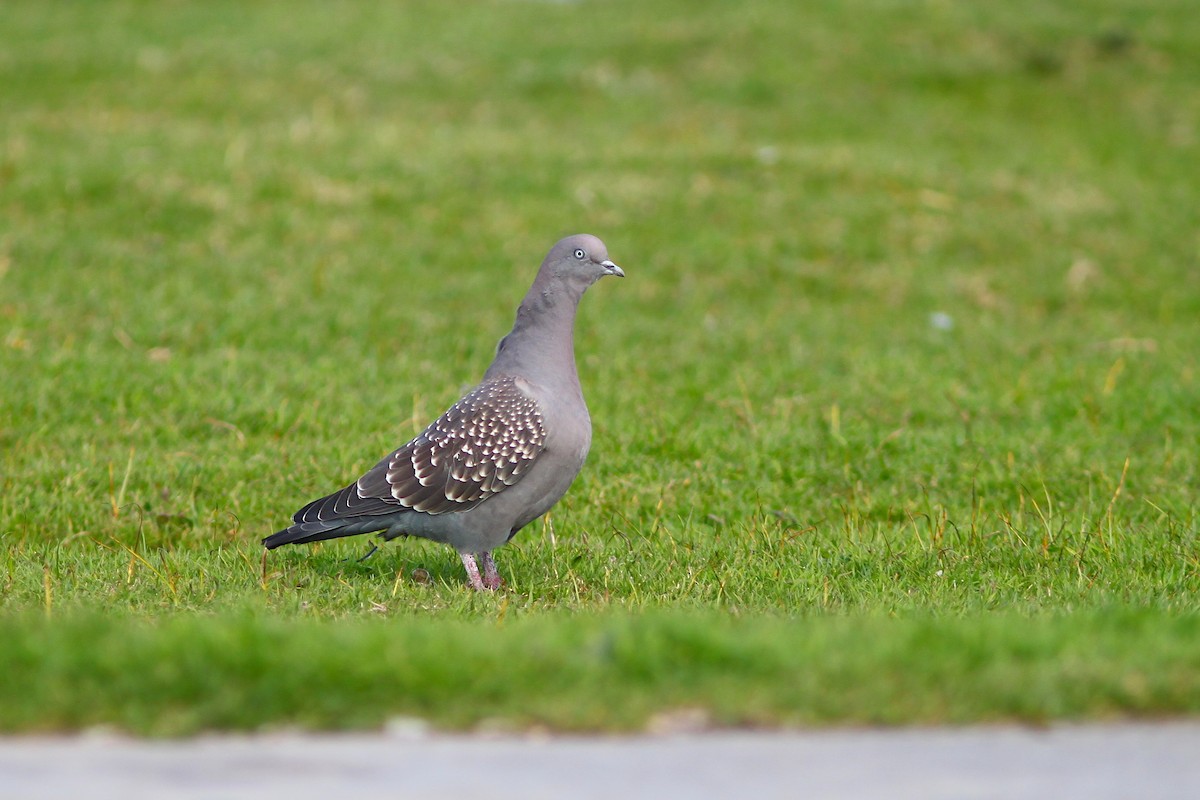 Spot-winged Pigeon - ML641312428