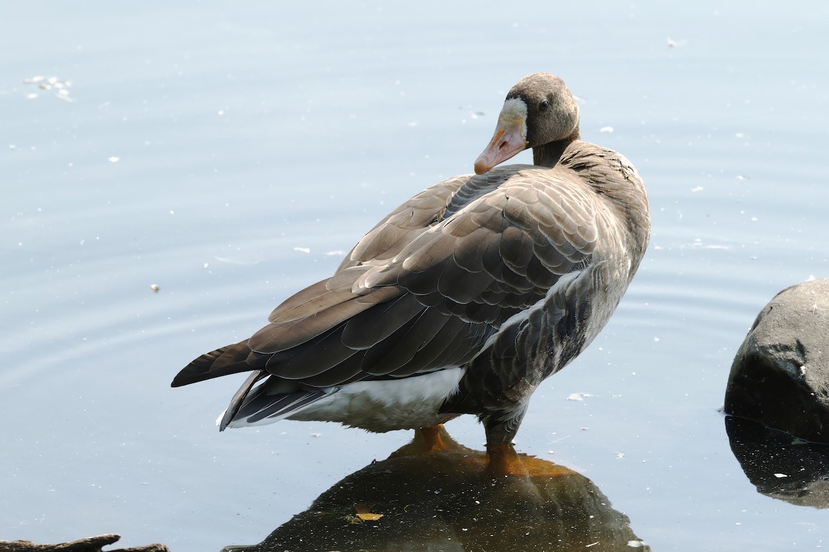 Greater White-fronted Goose - ML641312437