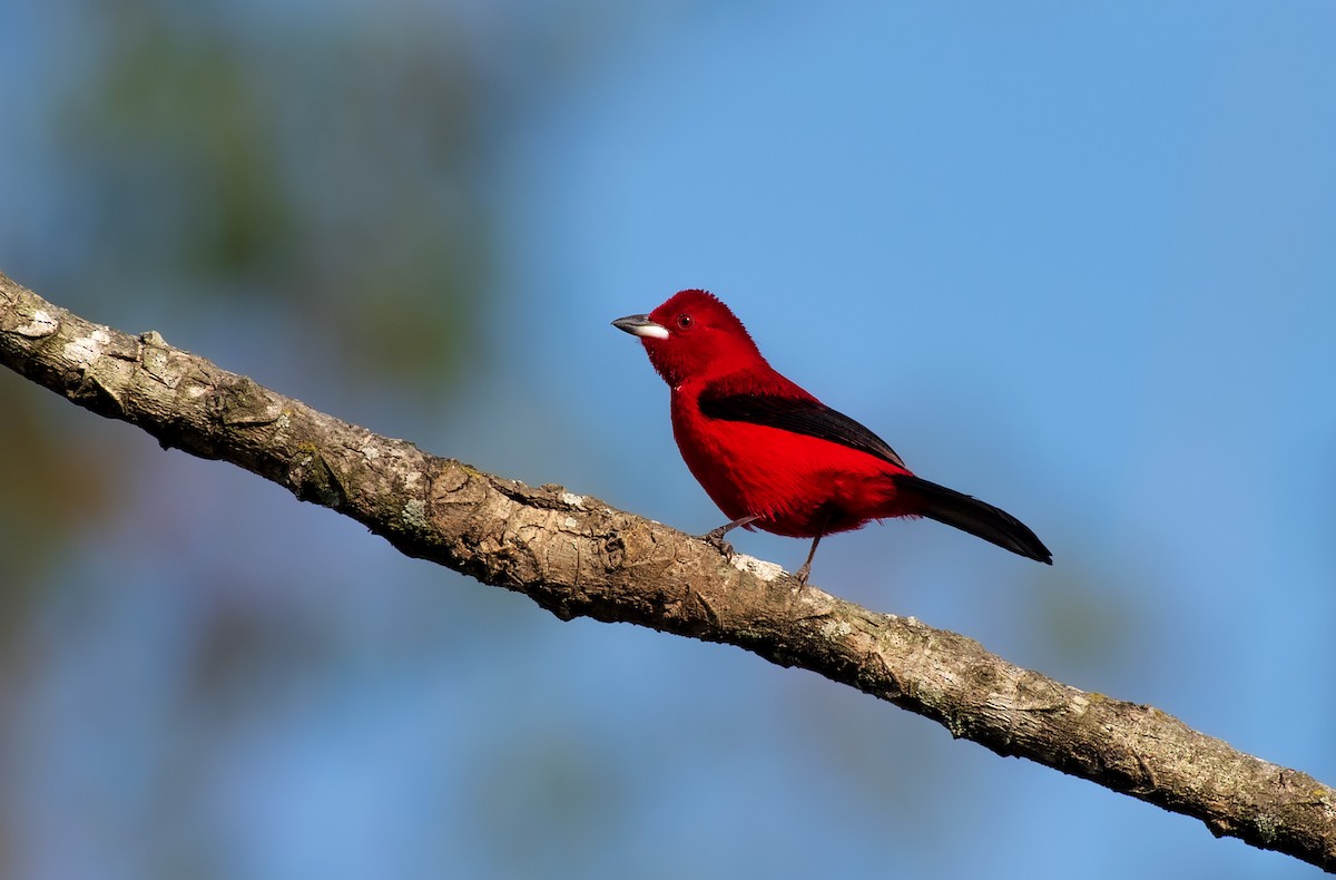 Brazilian Tanager - ML641312534