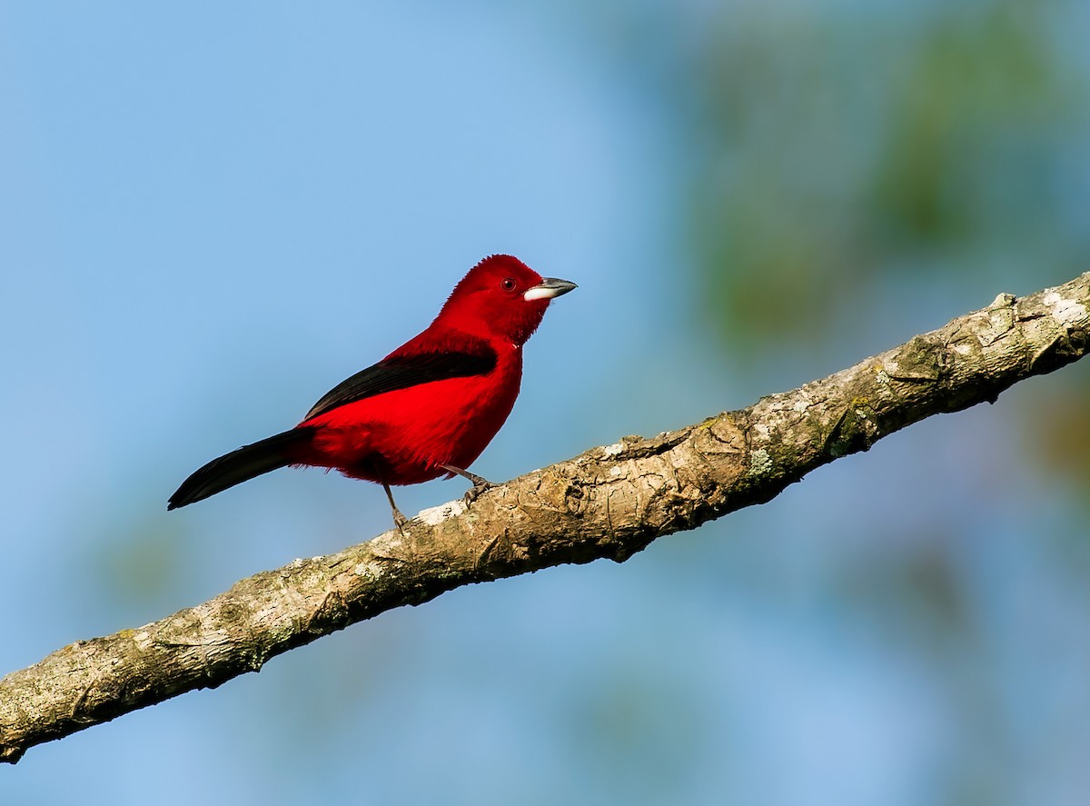 Brazilian Tanager - ML641312535