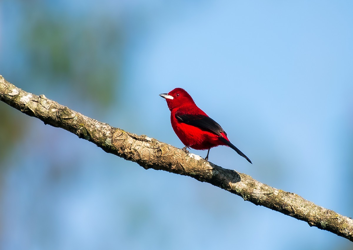 Brazilian Tanager - ML641312536