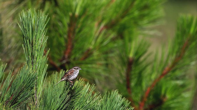 Sierra Madre Sparrow - ML641312590