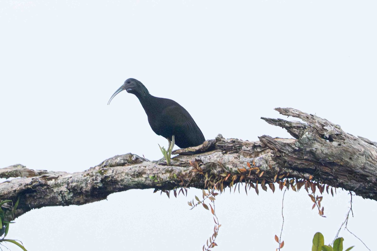 grønnakkeibis - ML641312605