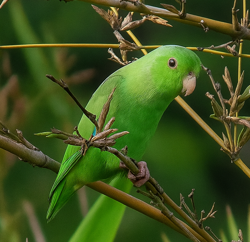 Turquoise-winged Parrotlet - ML641312612