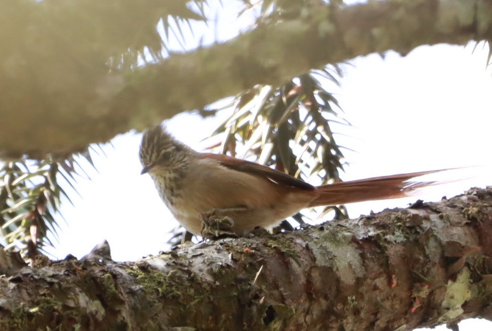 Araucaria Tit-Spinetail - ML641312649