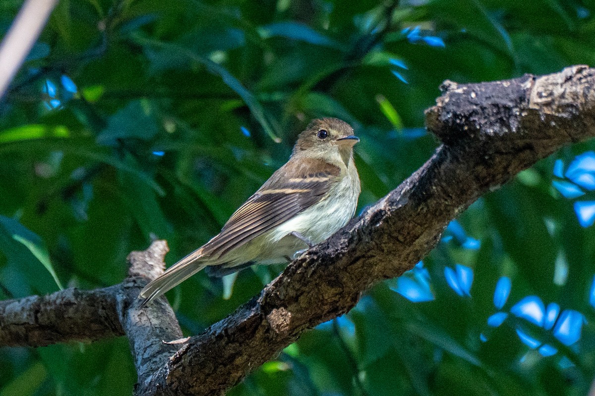 Euler's Flycatcher - ML641312668