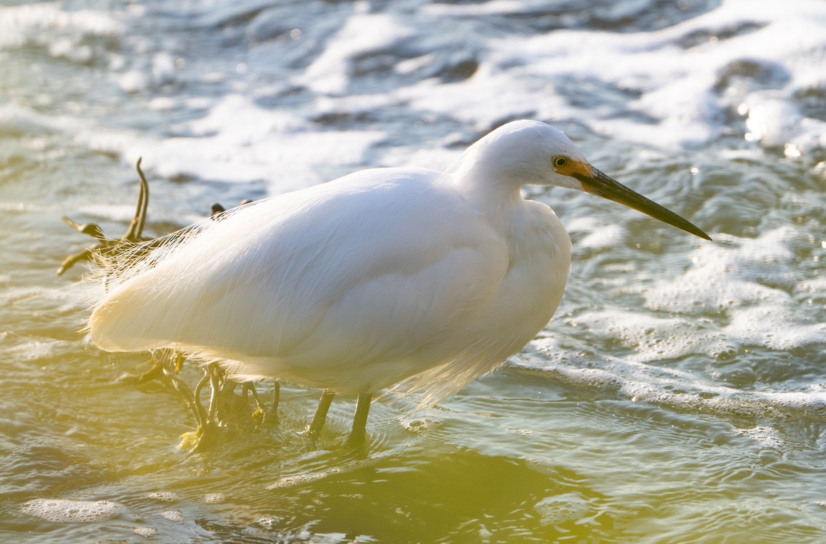 Little Egret - ML641312738
