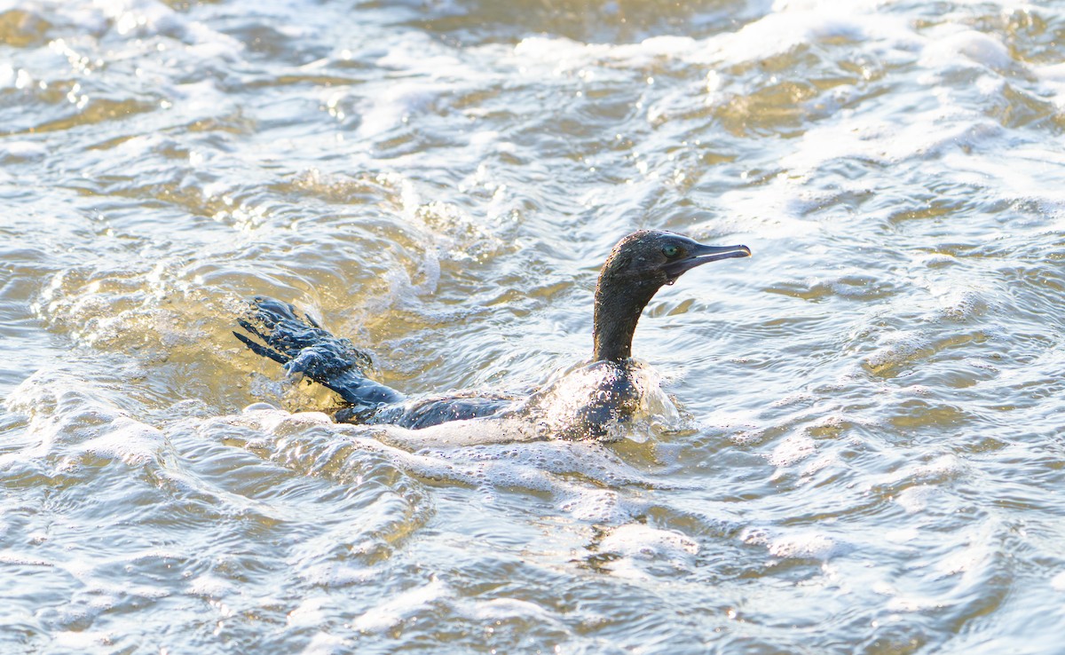 Little Black Cormorant - ML641312754