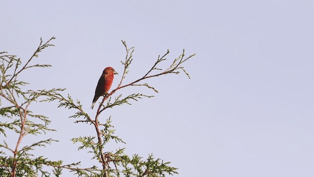 Red Crossbill (Sierra Madre or type 6) - ML641312758