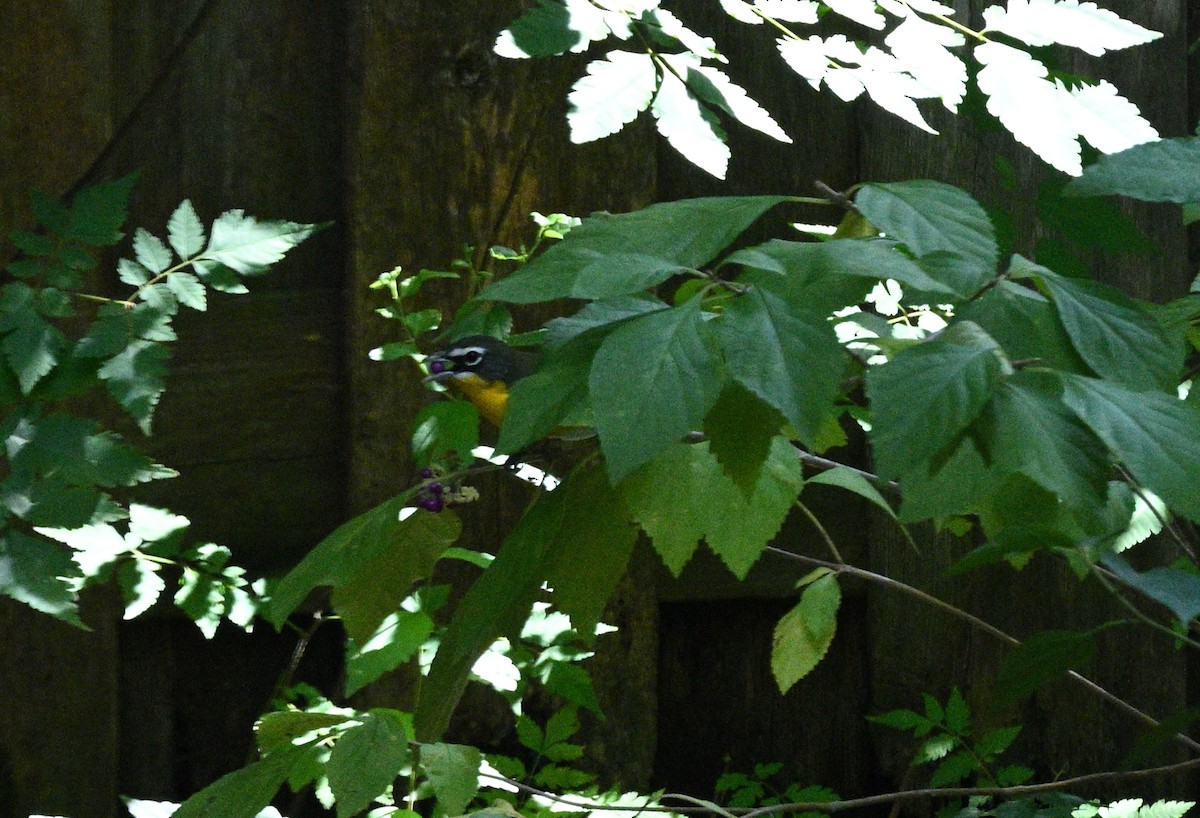 Yellow-breasted Chat - ML641312840