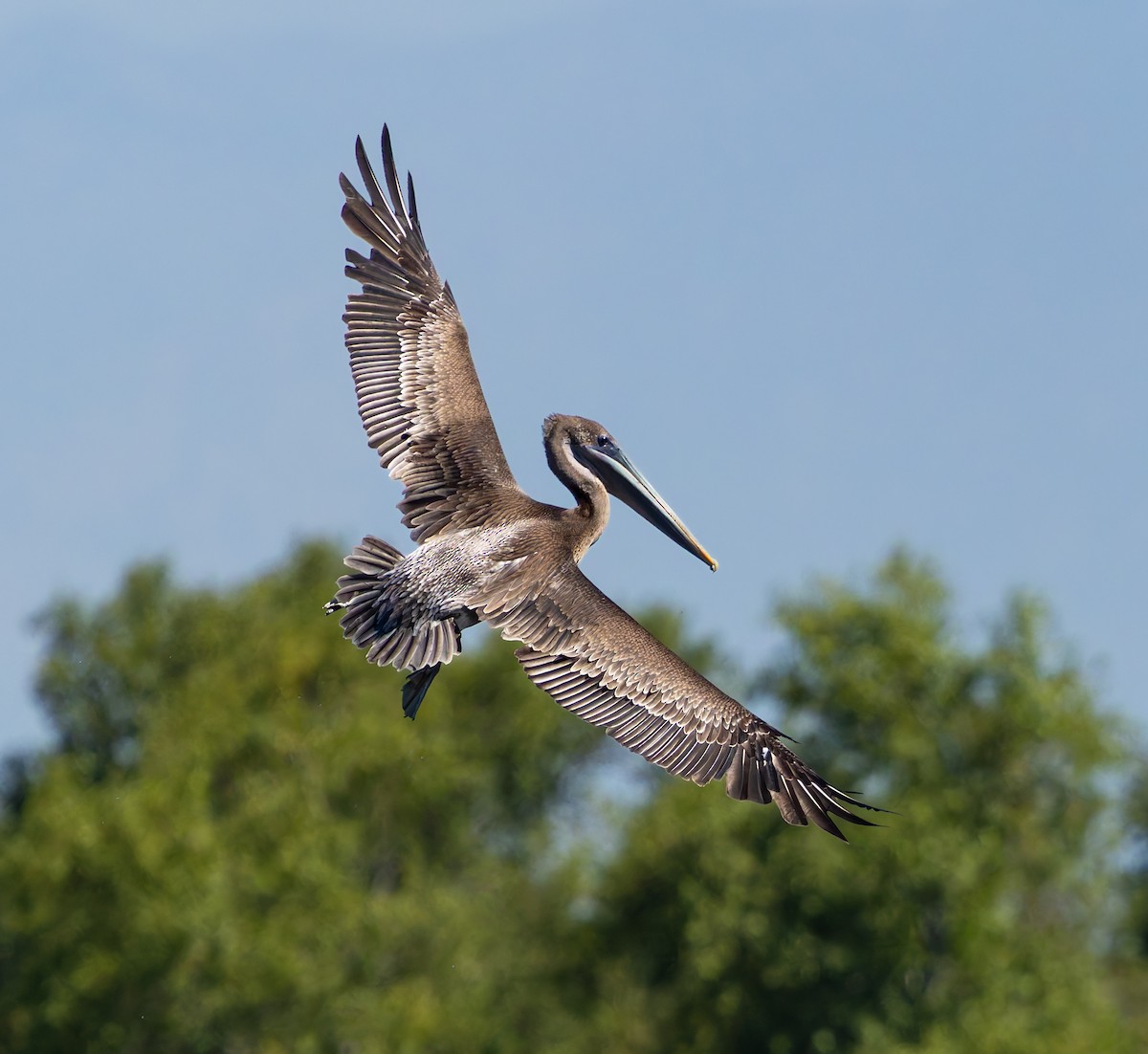 Brown Pelican - ML641312842