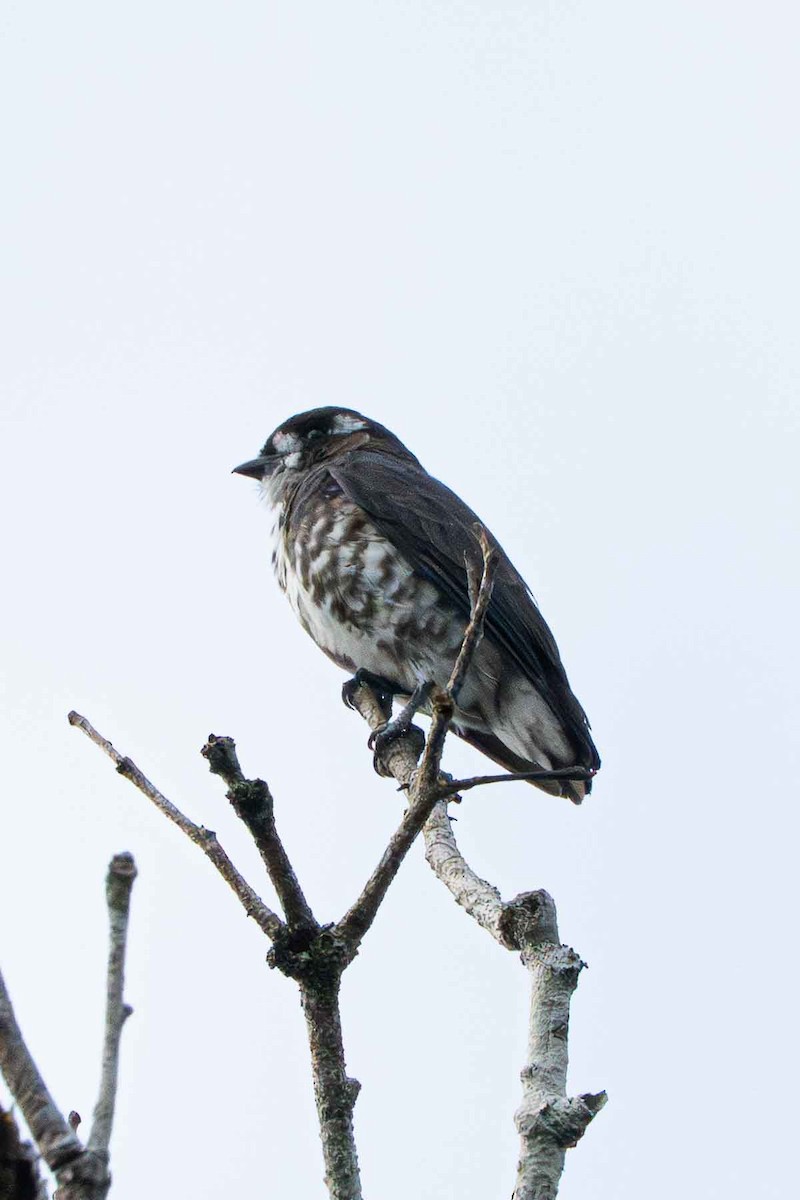 White-browed Purpletuft - ML641312844
