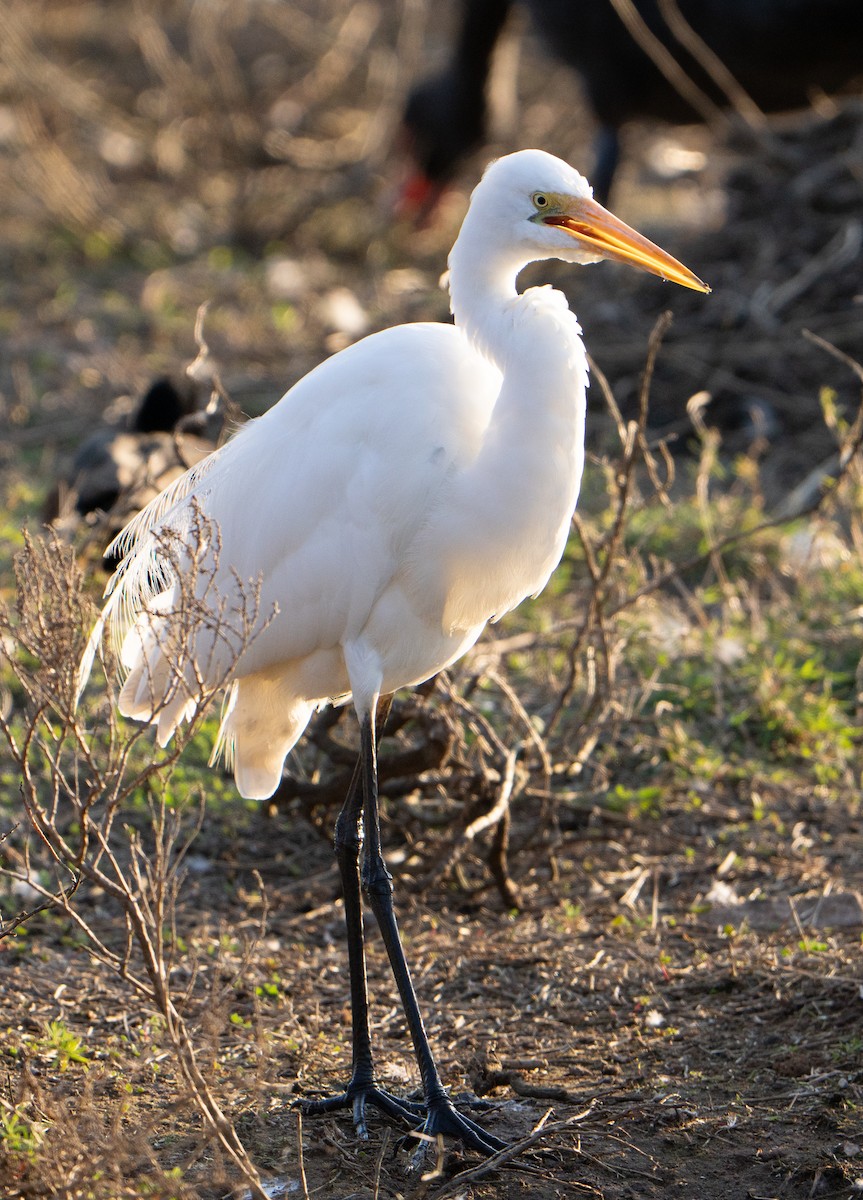 Great Egret - ML641312852