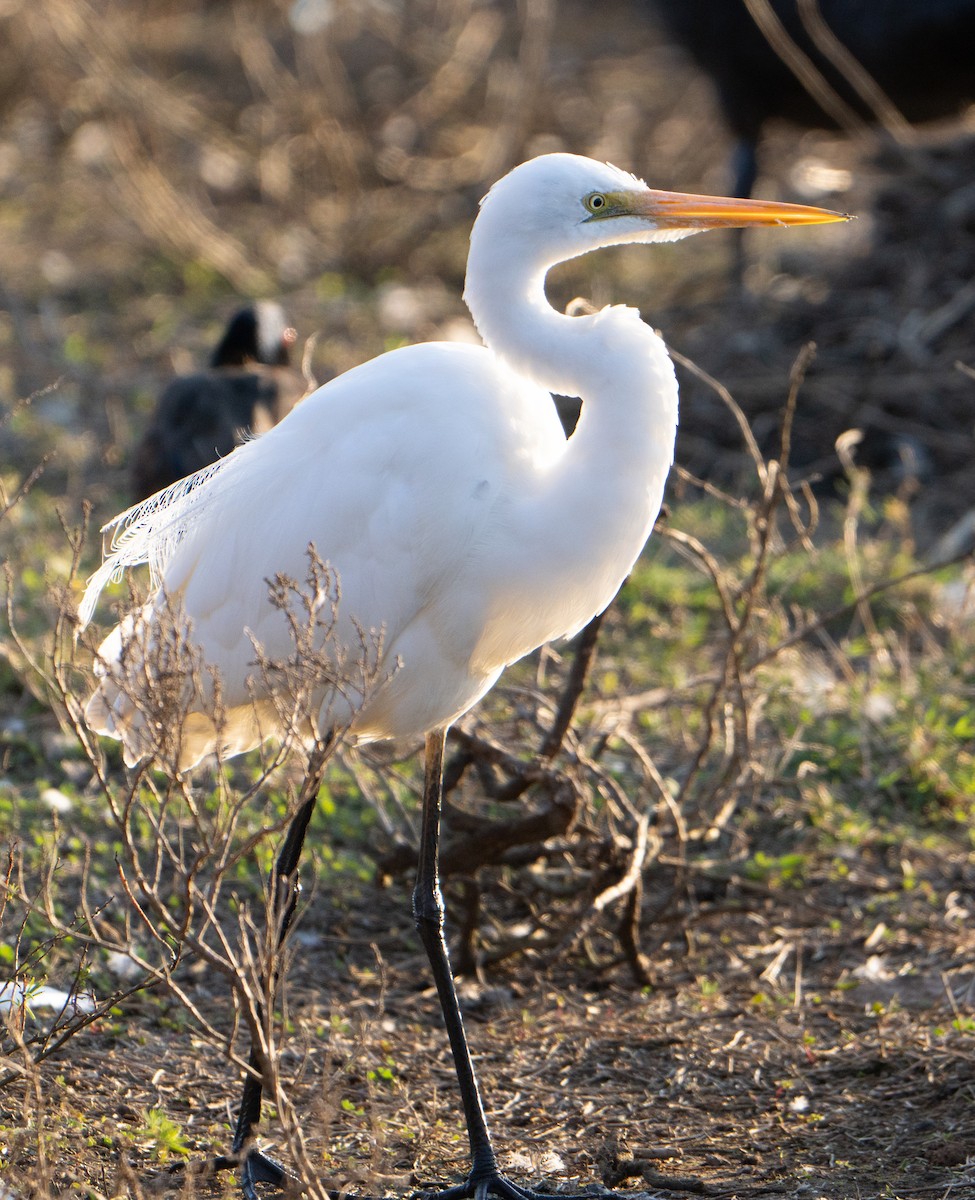 Great Egret - ML641312854