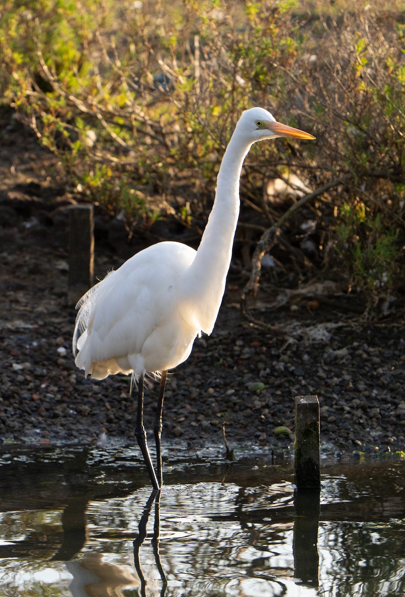 Great Egret - ML641312856