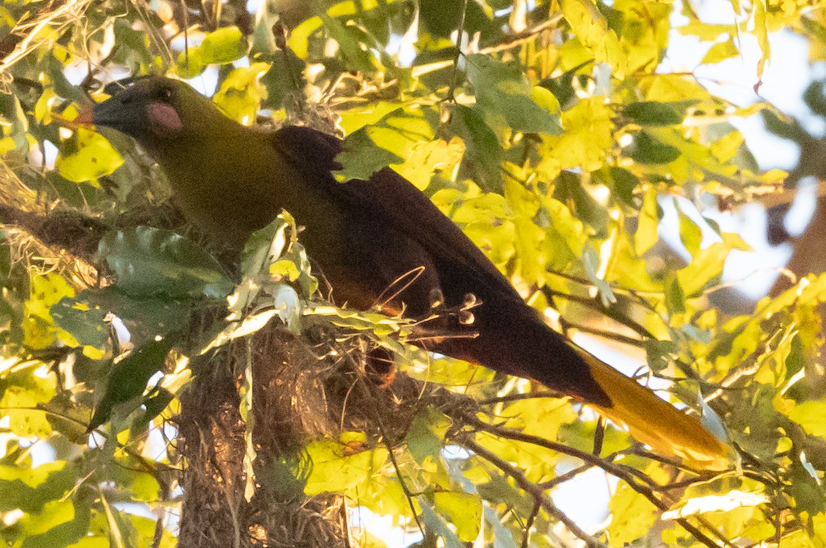Olive Oropendola - ML641312940