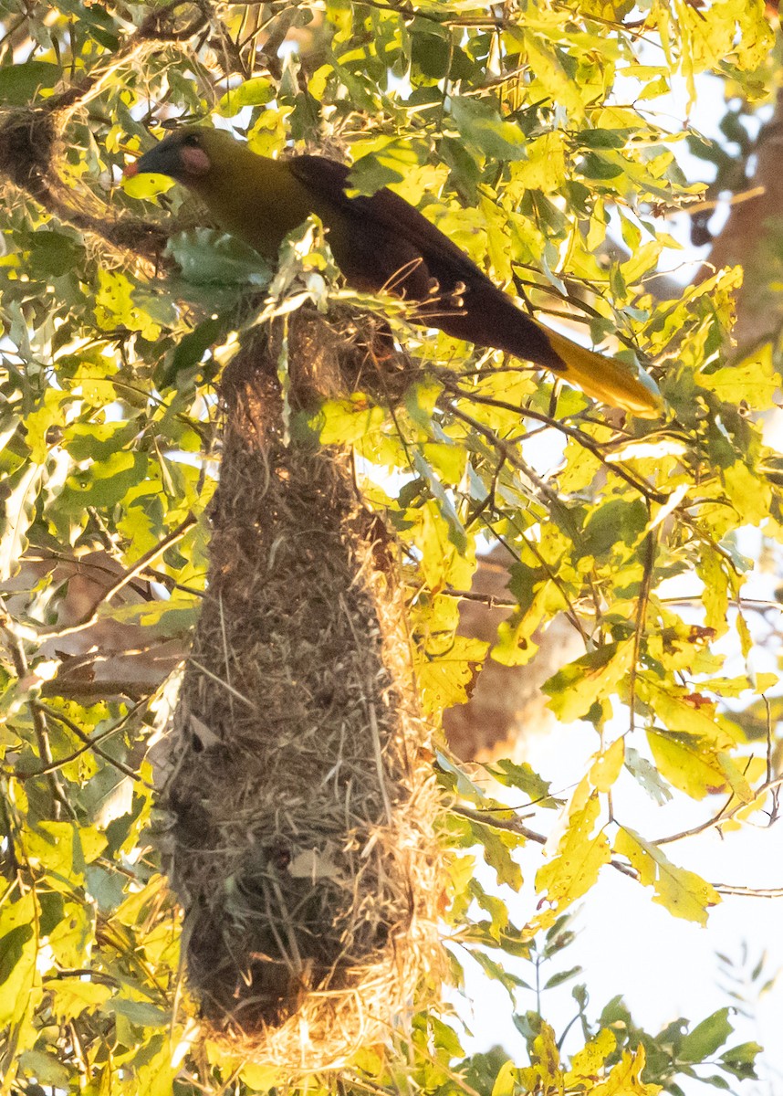 Olive Oropendola - ML641312941