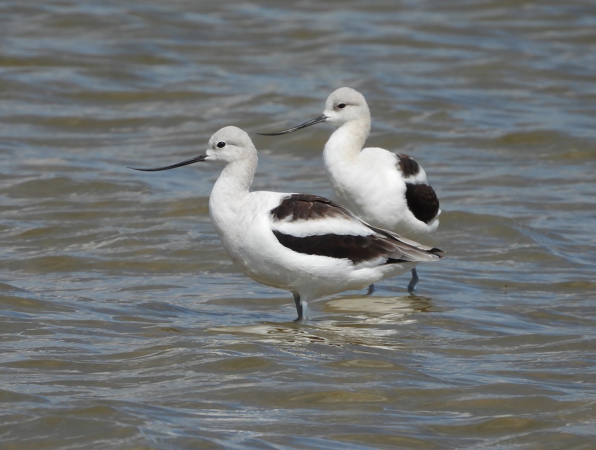 American Avocet - ML641312964