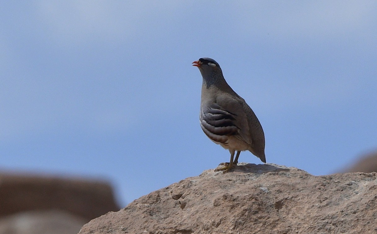 See-see Partridge - ML641312965