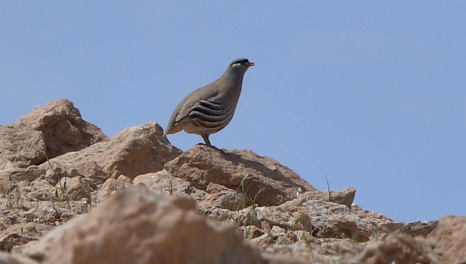 See-see Partridge - ML641312966