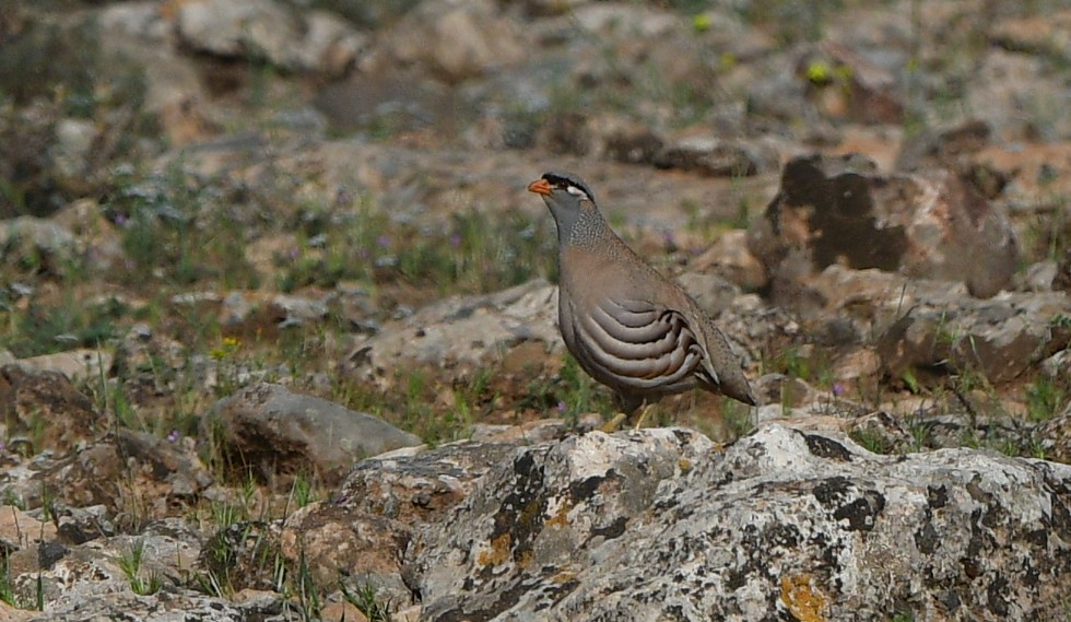 See-see Partridge - ML641312967
