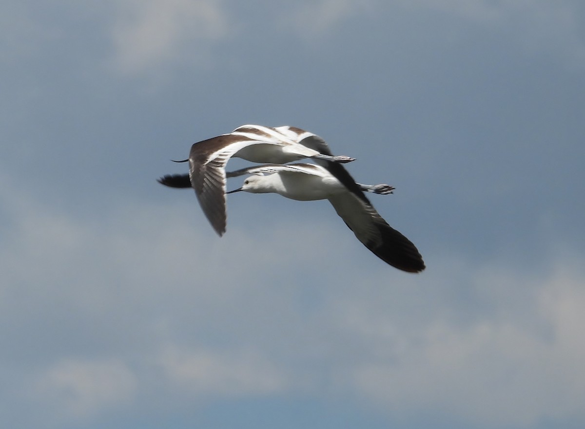 American Avocet - ML641312975
