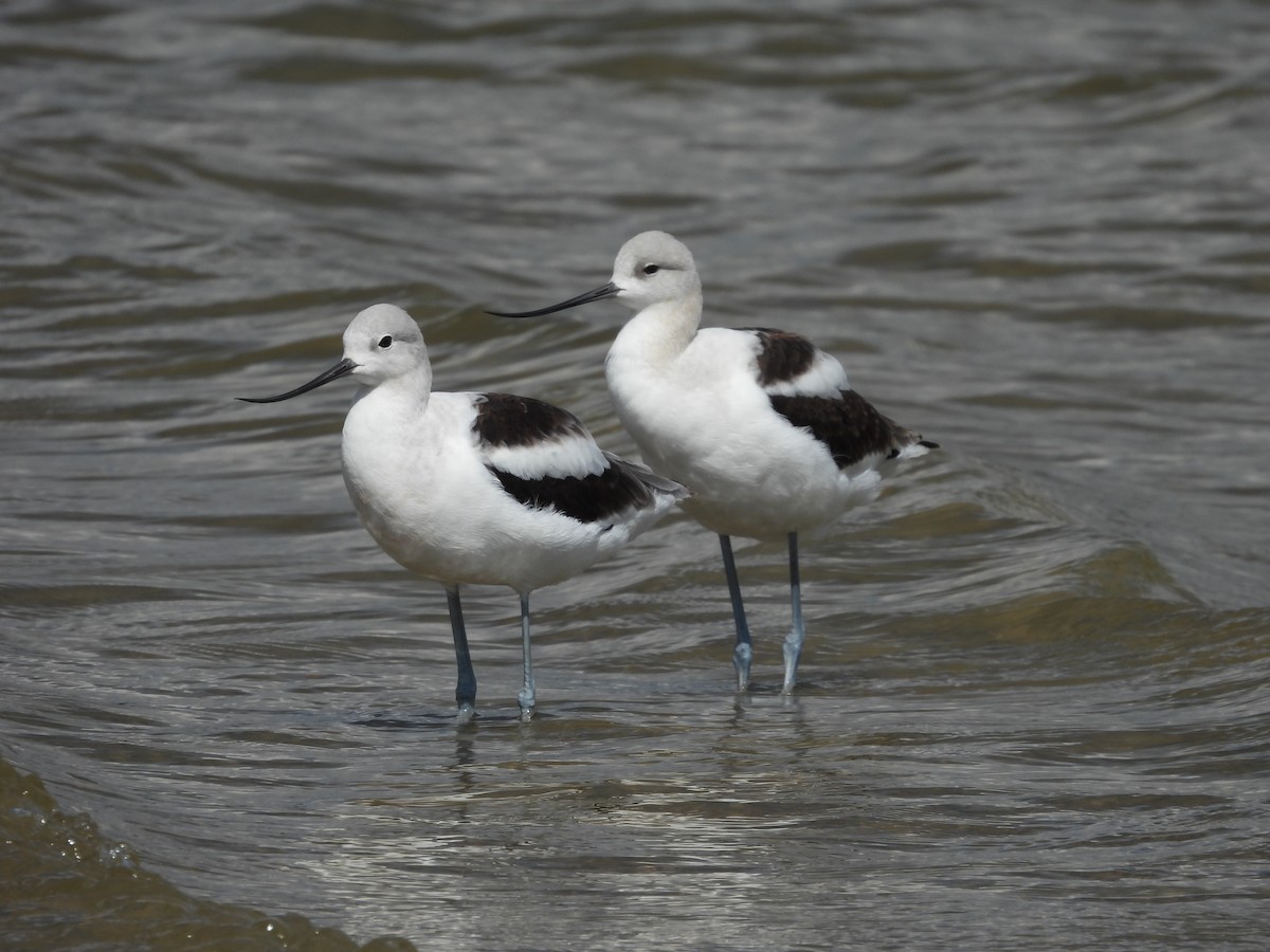 American Avocet - ML641312985