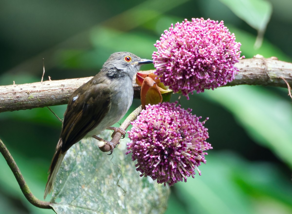 Spectacled Bulbul - ML641312990