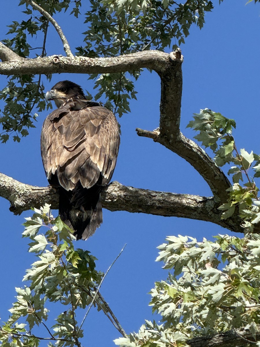 Bald Eagle - ML641312993