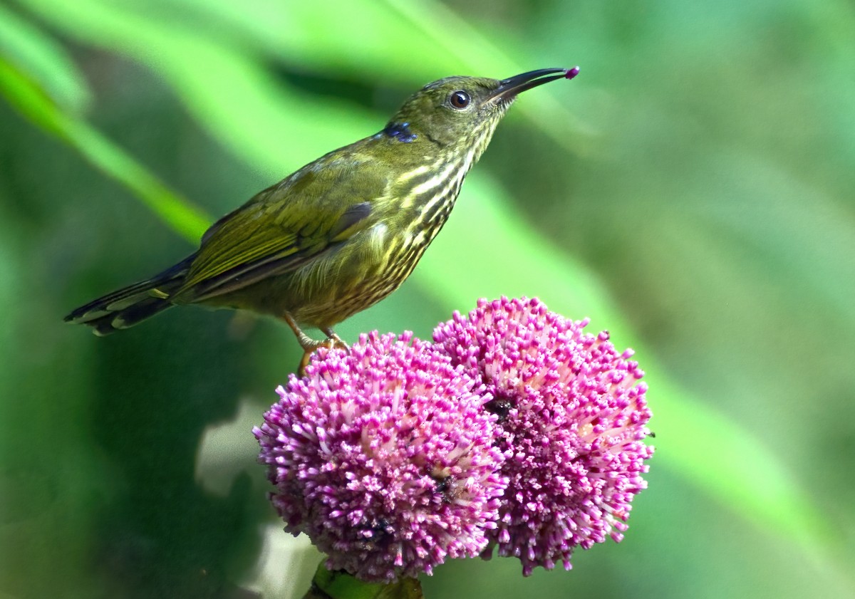 Purple-naped Spiderhunter - ML641313006